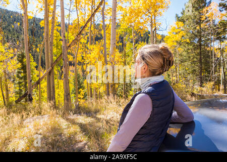 Une femme blonde, randonneur à la recherche autour de peupliers de l'automne avec des feuilles jaunes. Banque D'Images