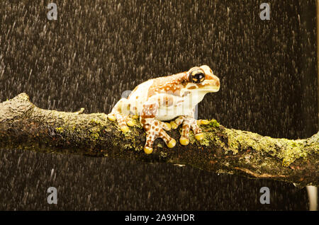 Amazon Grenouille Lait - adulte (Trachycephalus resinifictrix) Banque D'Images