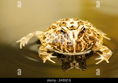 Orné d'Argentine (grenouille cornue Ceratophrys ornate) Banque D'Images