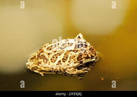 Orné d'Argentine (grenouille cornue Ceratophrys ornate) Banque D'Images