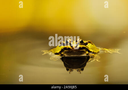 Grenouille comestible (Pelophylax kl. esculentus) Banque D'Images