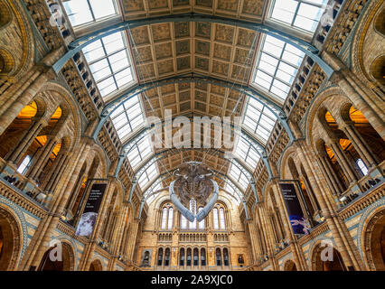 Londres, Royaume-Uni. Hall de musée historique naturel. Banque D'Images