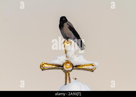 Crow assis sur une croix d'or Banque D'Images