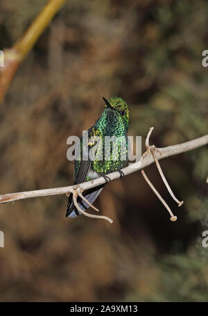 Western Emerald (Chlorostilbon melanorhynchus) mâle adulte, perché sur twig Quito, Équateur Février Banque D'Images
