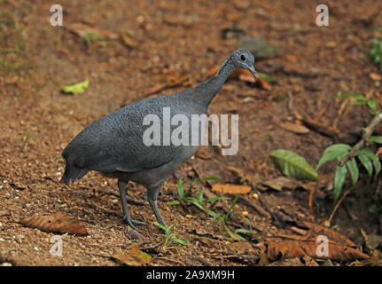 Tinamou gris (Tinamus tao kleei) adulte debout sur piste forestière Copalinga Lodge, Équateur Février Banque D'Images