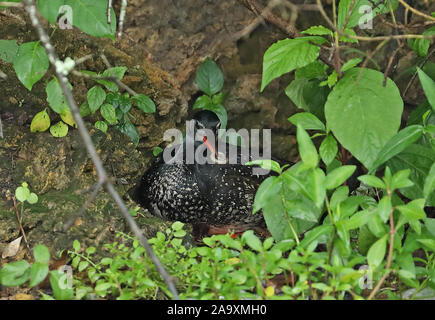 African Finfoot Podica senegalensis senegalensis) (mâle adulte sur banque avec mille-pattes dans le projet de loi national du lac Mburo, novembre Ouganda Banque D'Images