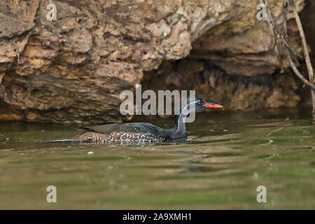 African Finfoot Podica senegalensis senegalensis) (mâle adulte natation sur le lac du parc national du lac Mburo, novembre Ouganda Banque D'Images