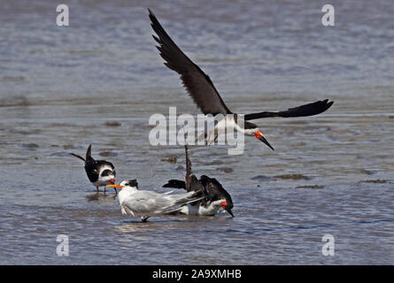 Sterne élégante (Thalasseus elegans) et noir (Skimmer Rynchops niger cinerascens) dans la lagune le Chili central Janvier Banque D'Images