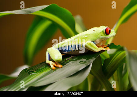 Rainette aux yeux rouges (agalychnis callidryas) Banque D'Images