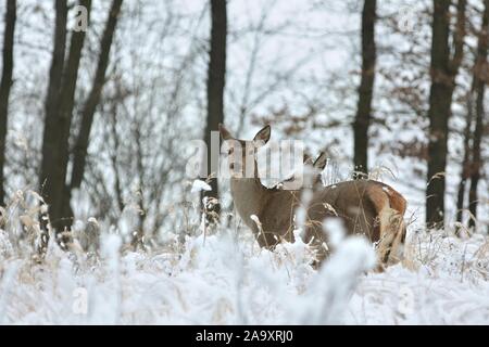 Chevreuil avec sa progéniture dans un paysage d'hiver. Banque D'Images