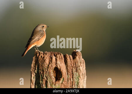 Phoenicurus phoenicurus Rougequeue commun ( ), jeune homme, perché au sommet d'un poteau de clôture au cours de la migration à l'automne, l'automne, de la faune, de l'Europe. Banque D'Images