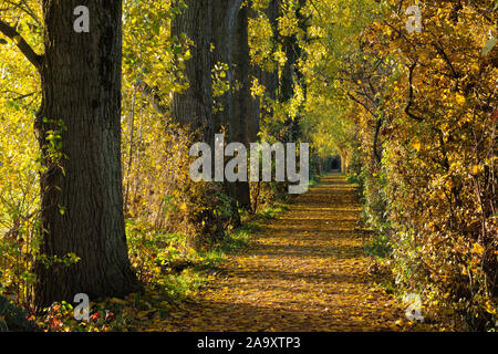 Allée d'arbres en automne, automne, coloré golden Octobre, le soleil qui brille à travers les arbres, en invitant pour une promenade d'automne, l'Europe. Banque D'Images