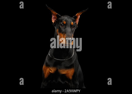 Portrait de jeune Doberman chien posant sur un fond noir Banque D'Images