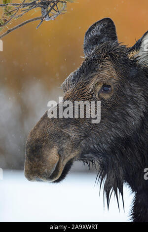 Elch / Orignal ( Alces alces ) en hiver, portrait d'une femelle adulte, descriptions close-up un jour de pluie, région de Yellowstone, Grand Teton, Wyoming, États-Unis. Banque D'Images