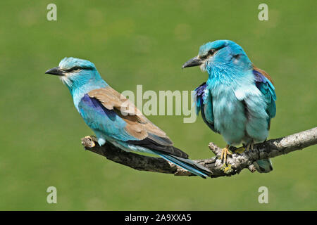 Blauracke, Rouleau, Coracias garrulus , Banque D'Images