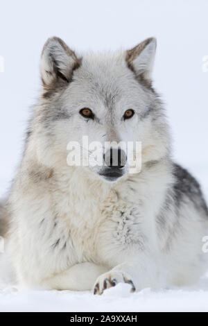 Loup gris (Canis lupus) en hiver, close-up, le mensonge, le repos dans la neige, les yeux couleur ambre, regardant attentivement, a l'air mignon. Banque D'Images