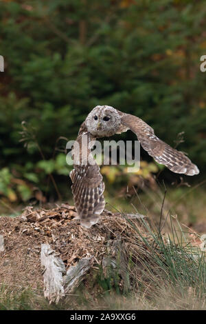 Waldkauz Chouette hulotte Strix Aluco enr / ( ) en vol, vol, la chasse et le bord d'une forêt de pins, l'Europe. Banque D'Images