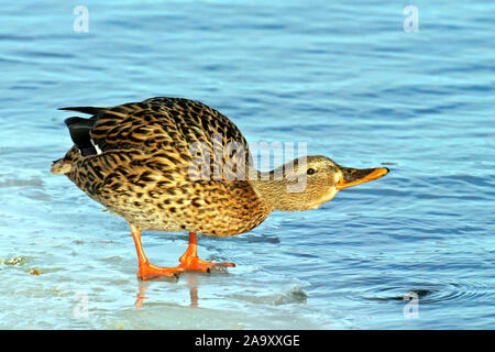 / Stockente Mallard Anas platyrhynchos / / femme / Weibchen Banque D'Images