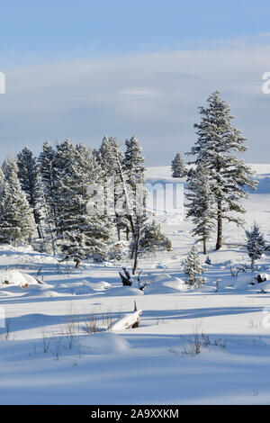 Les Conifères couverts de neige sur des plaines, de la neige profonde dans la caldeira de Yellowstone National Park, belle journée d'hiver dans le Wyoming, USA. Banque D'Images