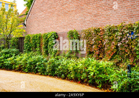 Façade mur de brique couverte par végétation de plantes rampantes. La nature. Banque D'Images