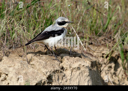 Tiere, Voegel, Steinschmaetzer, Oenanthe oenanthe leucorhoa, Europa, Russland, Singvogel, Maennchen, animaux, oiseaux, Traquet motteux, homme, l'Europe, Banque D'Images