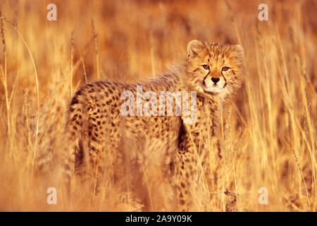 Gepardenjunges im Gras ; Cheetah chaton dans l'herbe ; Acinonyx jubatus ; Parc transfrontalier de Kgalagadi, Südafrika Banque D'Images