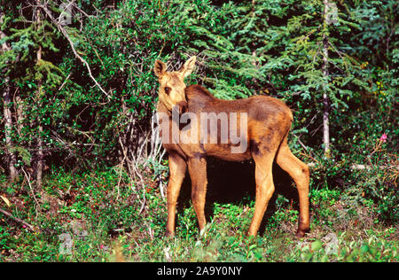 Dans Elchkalb der Taïga ; Moose calf dans la taïga ; Alces alces ; Denali NP, Alaska, USA Banque D'Images
