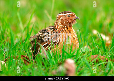 Wachtel im Gras Caille commune ; dans l'herbe ; Coturnix coturnix ; Schwäbische Alb, Deutschland Banque D'Images