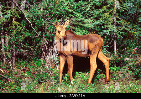 Dans Elchkalb der Taïga ; Moose calf dans la taïga ; Alces alces ; Denali NP, Alaska, USA Banque D'Images