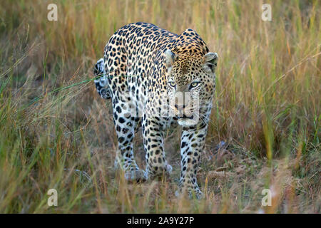 Leopard, Panther, Phantera maennlich, pardus, Botswana, Afrika, Saeugetiere, Banque D'Images