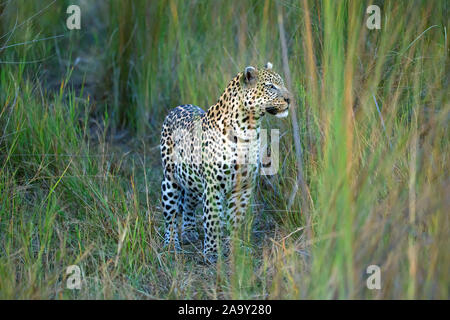 Leopard, Panther, Phantera maennlich, pardus, Botswana, Afrika, Saeugetiere, Banque D'Images