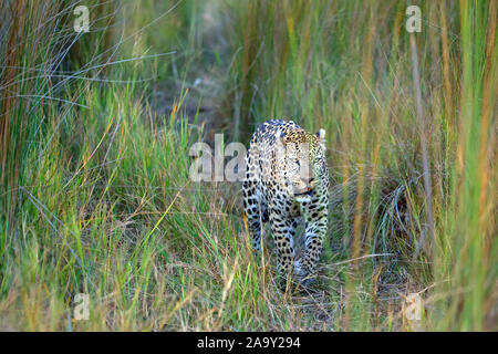 Leopard, Panther, Phantera maennlich, pardus, Botswana, Afrika, Saeugetiere, Banque D'Images