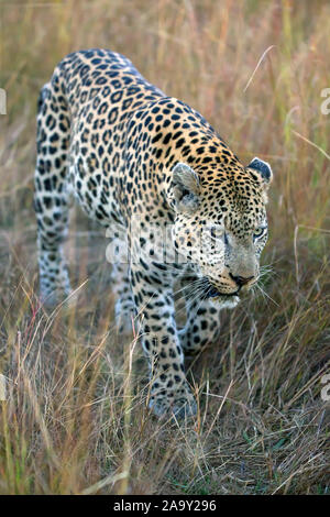 Leopard, Panther, Phantera maennlich, pardus, Botswana, Afrika, Saeugetiere, Banque D'Images