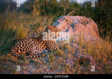 Leopard, Panther, Phantera maennlich, pardus, Botswana, Afrika, Saeugetiere, Banque D'Images