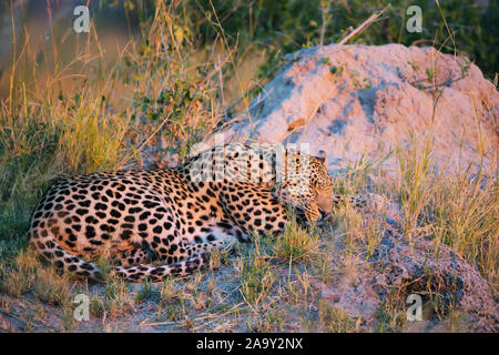 Leopard, Panther, Phantera maennlich, pardus, Botswana, Afrika, Saeugetiere, Banque D'Images