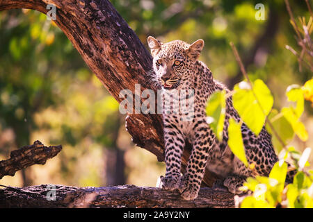 Leopard, Panther, Phantera maennlich, pardus, Botswana, Afrika, Saeugetiere, Banque D'Images