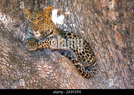 Leopard, Panther, Phantera maennlich, pardus, Botswana, Afrika, Saeugetiere, Banque D'Images