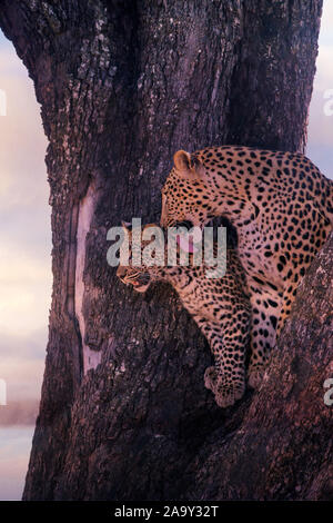 Leopard, Panther, Phantera maennlich, pardus, Botswana, Afrika, Saeugetiere, Banque D'Images