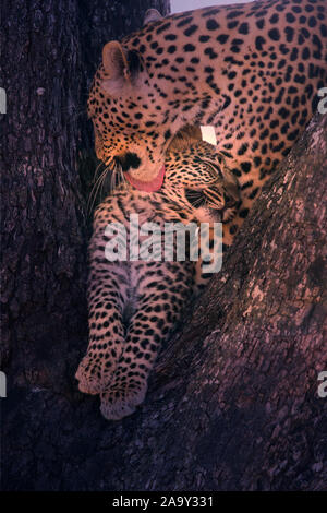 Leopard, Panther, Phantera maennlich, pardus, Botswana, Afrika, Saeugetiere, Banque D'Images