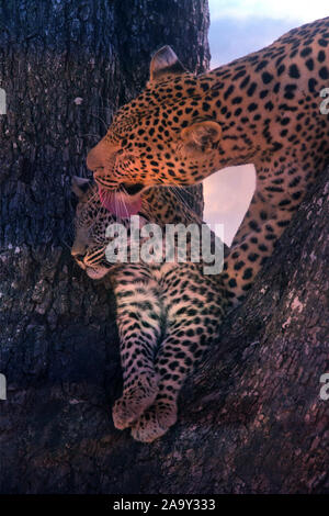 Leopard, Panther, Phantera maennlich, pardus, Botswana, Afrika, Saeugetiere, Banque D'Images