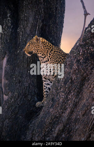 Leopard, Panther, Phantera maennlich, pardus, Botswana, Afrika, Saeugetiere, Banque D'Images