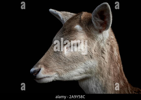 Tête d'un cerf en jachère avec les yeux fermés isolés dessus noir Banque D'Images