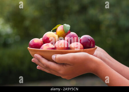 Les abricots mûrs dans une assiette. La plaque avec les prunes dans les mains. Banque D'Images