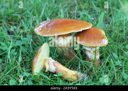 Suillus grevillei, connu sous le nom de Greville's bolet ou en mélèze, bolets champignons sauvages comestibles provenant de la Finlande Banque D'Images