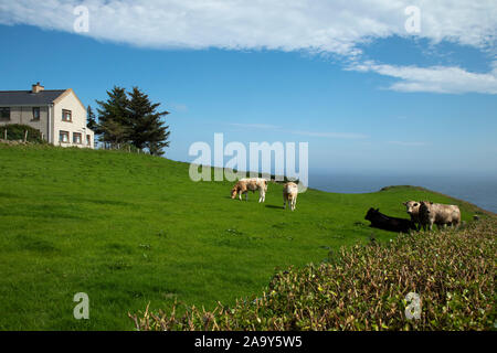 Accueil et de vaches à Torr Head un panorama de près de Ballycastle, Irlande du Nord Banque D'Images