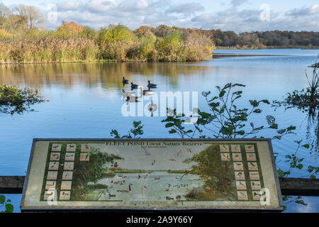 Voir l'étang de la flotte dans le Hampshire, au Royaume-Uni, au cours de l'automne, avec un panneau d'information et les bernaches du Canada sur l'eau Banque D'Images