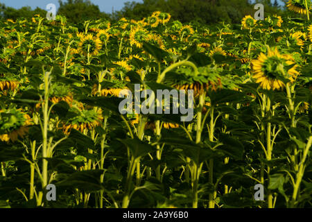 Un interminable champ de tournesols en été Banque D'Images