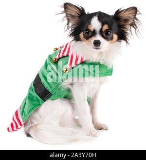 Chihuahua assis dans un Goblin's outfit pour Noël sur fond blanc Banque D'Images