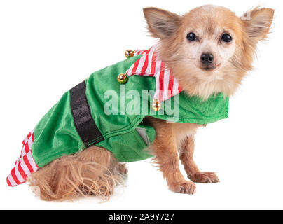 Chihuahua assis dans un Goblin's outfit pour Noël sur fond blanc Banque D'Images