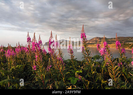 Rosebay willowherb (Chamerion angustifolium) croissant sur la falaise au-dessus de Nefyn soir lumière, péninsule Llŷn, Gwynedd, Pays de Galles Banque D'Images